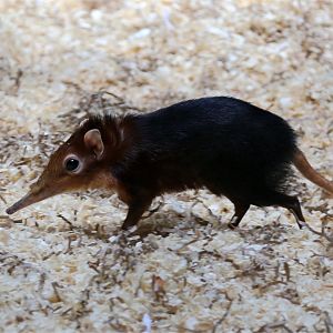 Black-and-Rufous Elephant Shrew (Rhynchocyon petersi), August 2015