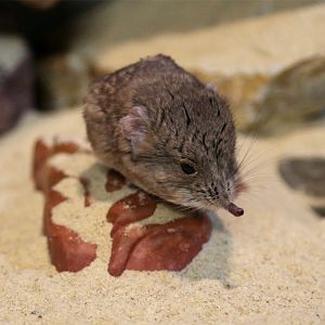 Round-eared Elephant Shrew, August 2015