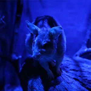 Malagasy Giant Rat (Hypogeomys antimena), August 2015