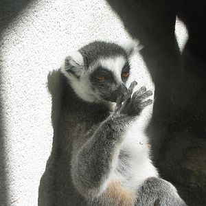 Ring-tailed lemur