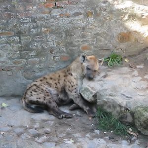 Spotted hyena