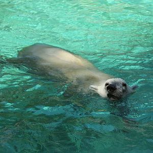 Polar Bear, August 2015