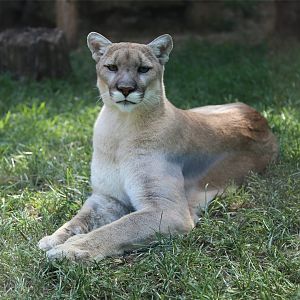 Puma