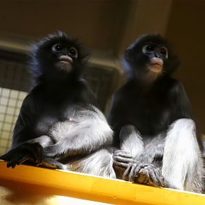Spectacled Langur, August 2015