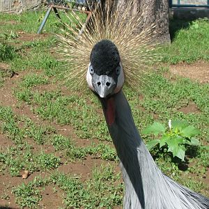 Grey crowned crane