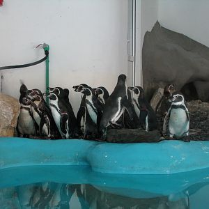 Hungry penguins