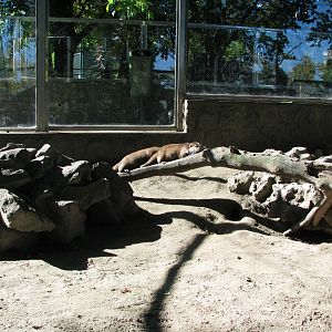 Asian small-clawed otter 1