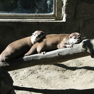 Asian small-clawed otter 2