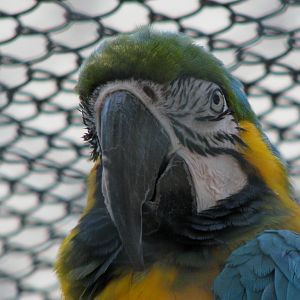Blue-and-yellow macaw
