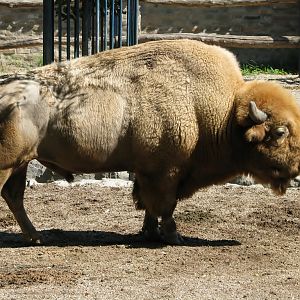 American bison 1