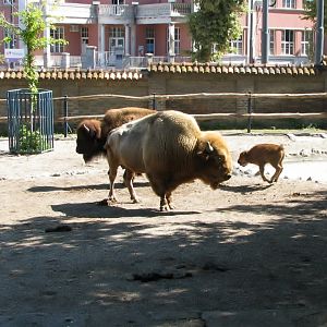 American bison 2