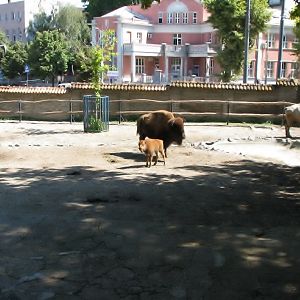 American bison 3