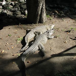 Cuban crocodile 1