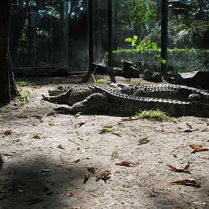 Cuban crocodile 2