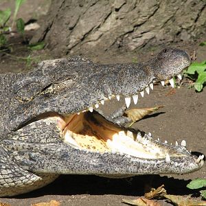 Cuban crocodile 3