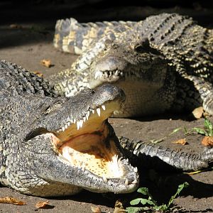 Cuban crocodile 4