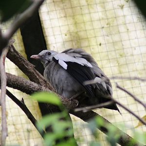 Wattled starling (Creatophora cinerea)
