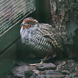 Jungle bush quail (Perdicula asiatica)