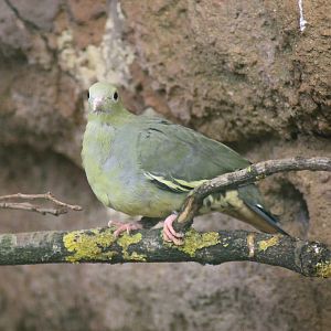 Pink-necked green pigeon (Treron vernans)