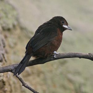 Silver-beaked tanager (Ramphocelus carbo)