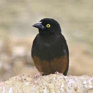 Chestnut-and-black weaver (Ploceus nigerrimus castaneofuscus)