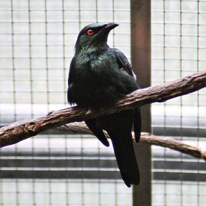 Asian glossy starling (Aplonis panayensis)