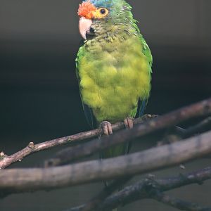 Southern Mexican orange-fronted parakeet (Eupsittula canicularis eburnirostrum)