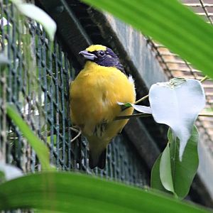 Thick-billed euphonia (Euphonia laniirostris)