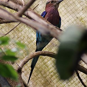 Lilac-breasted roller (Coracias caudatus caudatus)