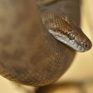 Stimson's python (Antaresia stimsoni)