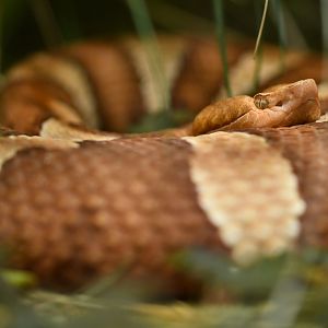 Trans-Pecos copperhead (Agkistrodon contortrix pictigaster)