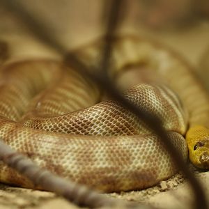 Woma (Aspidites ramsayi)