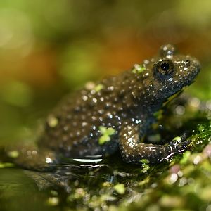 Yellow-bellied toad (Bombina variegata)