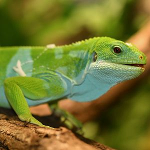 Fiji banded iguana (Brachylophus bulabula)