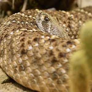 Western diamondback rattlesnake (Crotalus atrox)