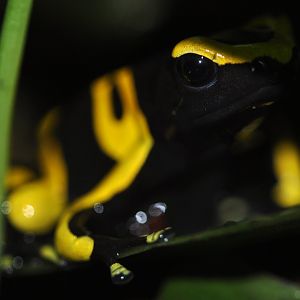 Yellow-banded poison dart frog (Dendrobates leucomelas)