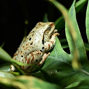 Dendropsophus leucophyllatus