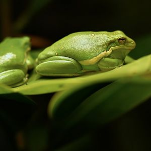 American green tree frog (Dryophytes cinereus)