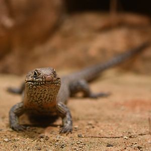 Cunningham's skink (Egernia cunninghami)