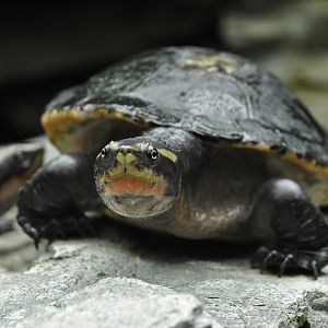 Red-bellied short-necked turtle (Emydura subglobosa)