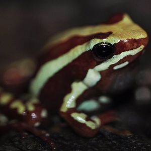 Anthony's poison arrow frog (Epipedobates anthonyi)