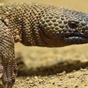 Gila monster (Heloderma suspectum)