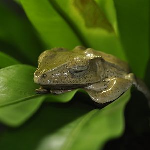 Emerald-eyed tree frog (Boana crepitans)