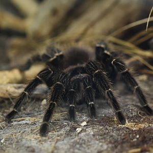Brazilian salmon pink bird-eating tarantula (Lasiodora parahybana)