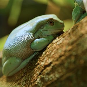 Australian green tree frog (Ranoidea caerulea)