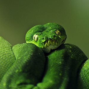 Green tree python (Morelia viridis)