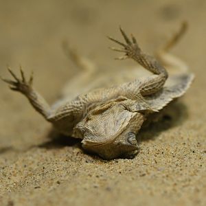 Short-tailed horned lizard (Phrynosoma braconnieri)