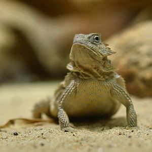 Short-tailed horned lizard (Phrynosoma braconnieri)