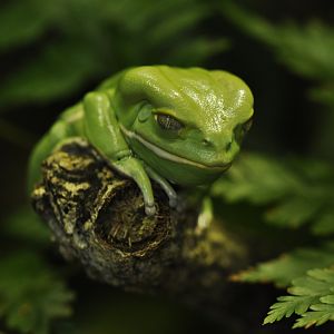 Waxy monkey tree frog (Phyllomedusa sauvagii)