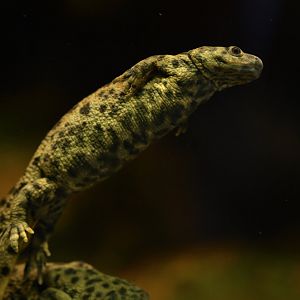 Algerian ribbed newt (Pleurodeles nebulosus)